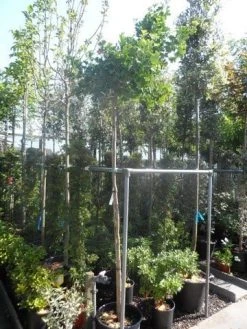 Japanse Notenboom (Ginkgo Biloba 'Mariken') -Groene Wereld ginkgo biloba mariken 8 10ho cont