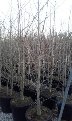 Japanse Notenboom, Meerstammig (Ginkgo Biloba) -Groene Wereld ginkgo biloba meerstammig 1