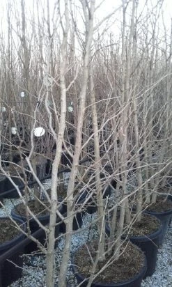 Japanse Notenboom, Meerstammig (Ginkgo Biloba) -Groene Wereld ginkgo biloba meerstammig 2 2