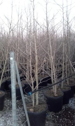 Japanse Notenboom, Meerstammig (Ginkgo Biloba) -Groene Wereld ginkgo biloba meerstammig 3 2