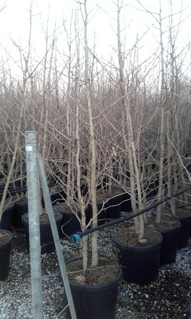 Japanse Notenboom, Meerstammig (Ginkgo Biloba) 10 Japanse Notenboom, Meerstammig (Ginkgo Biloba) - Afbeelding 8