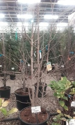 Japanse Notenboom, Meerstammig (Ginkgo Biloba) -Groene Wereld ginkgo biloba meerstammig 5 1