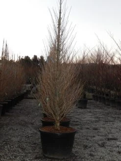 Japanse Noteboom Als Zuilboom (Ginkgo Biloba 'Fastigiata Blagon') -Groene Wereld ginkgo fastigiata blagon