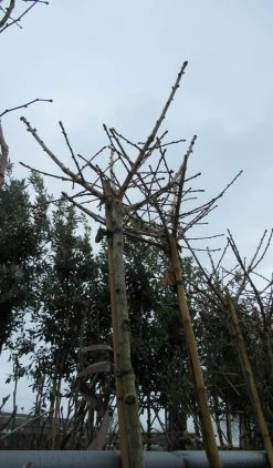 Japanse Notenboom (Ginkgo Biloba 'Mariken') -Groene Wereld ginkgo mariken