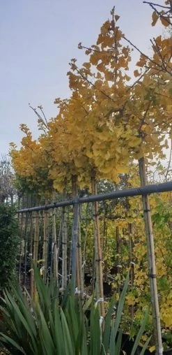 Japanse Notenboom (Ginkgo Biloba 'Mariken') -Groene Wereld ginkgomariken02