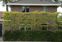 Valse Christusdoorn Als Leiboom (Gleditsia Triacanthos 'Sunburst')