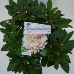 Dwergrhododendron (Rhododendron 'Golden Torch') -Groene Wereld golden torch c4 boven 1