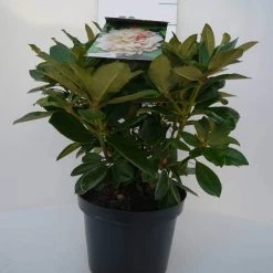 Dwergrhododendron (Rhododendron 'Golden Torch') -Groene Wereld golden torch c4 voor 1