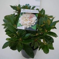 Dwergrhododendron (Rhododendron 'Golden Torch') -Groene Wereld golden torch c4 zij