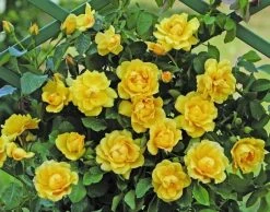 Klimroos (Rosa 'Golden Gate') 7 Klimroos (Rosa 'Golden Gate') -Groene Wereld goldengate 1