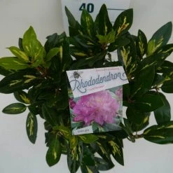 Rhododendron (Rhododendron 'Goldflimmer') -Groene Wereld goldflimmer c5 boven