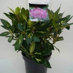 Rhododendron (Rhododendron 'Goldflimmer') -Groene Wereld goldflimmer c5 voor 1