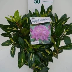 Rhododendron (Rhododendron 'Goldflimmer') -Groene Wereld goldflimmer c5 zij