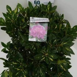 Rhododendron (Rhododendron 'Goldflimmer') -Groene Wereld goldflimmer c7.5 boven
