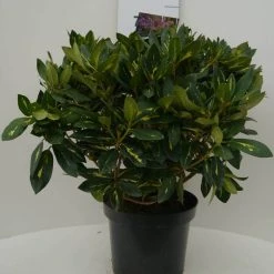 Rhododendron (Rhododendron 'Goldflimmer') -Groene Wereld goldflimmer c7.5 voor 1