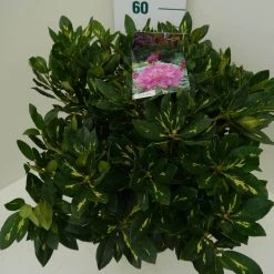 Rhododendron (Rhododendron 'Goldflimmer') -Groene Wereld goldflimmer c7.5 zij 1
