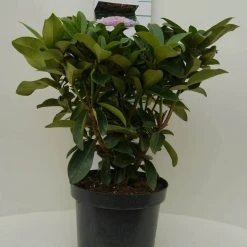Rhododendron (Rhododendron 'Gomer Waterer') 14 Rhododendron (Rhododendron 'Gomer Waterer') -Groene Wereld gomer waterer c7.5 voor 2