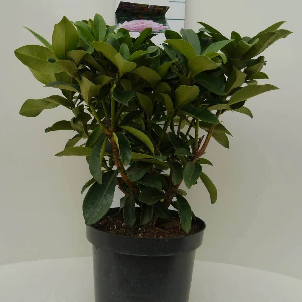 Rhododendron (Rhododendron 'Gomer Waterer') 5 Rhododendron (Rhododendron 'Gomer Waterer') - Afbeelding 3