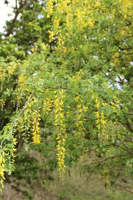 Gouden Regen Als Boom (Laburnum Watereri 'Vossii') 10 Gouden Regen Als Boom (Laburnum Watereri 'Vossii') - Afbeelding 8