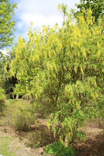 Gouden Regen Als Boom (Laburnum Watereri 'Vossii') 9 Gouden Regen Als Boom (Laburnum Watereri 'Vossii') - Afbeelding 7