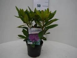 Rhododendron (Rhododendron Catawbiense 'Grandiflorum') -Groene Wereld grandiflorum c2 voor