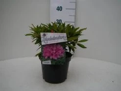 Rhododendron (Rhododendron 'Graziella') -Groene Wereld graziella c2 voor 1