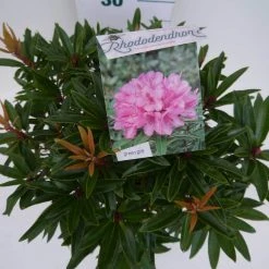 Rhododendron (Rhododendron 'Graziella') -Groene Wereld graziella c5 boven 1