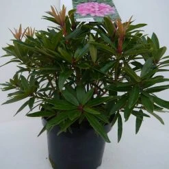 Rhododendron (Rhododendron 'Graziella') -Groene Wereld graziella c5 voor 1