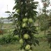 Zuilfruit (Malus Domestica 'Greencats') -Groene Wereld greencats 2 1