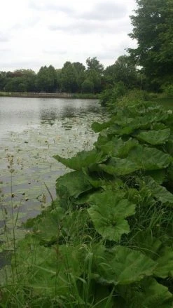 Mammoetblad (Gunnera Manicata) -Groene Wereld gunnera