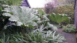 Mammoetblad (Gunnera Manicata) -Groene Wereld gunnera manicata 1 1