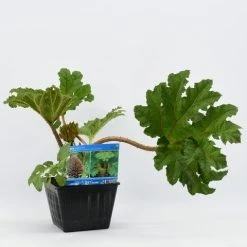 Mammoetblad (Gunnera Manicata) -Groene Wereld gunnera manicata 28x28 20180412192854 2