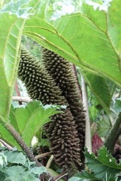 Mammoetblad (Gunnera Manicata) -Groene Wereld gunnera manicata 2