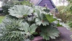 Mammoetblad (Gunnera Manicata) -Groene Wereld gunnera manicata 2 1