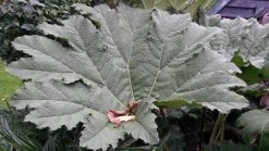 Mammoetblad (Gunnera Manicata)