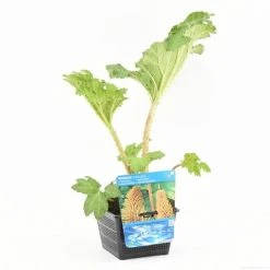 Mammoetblad (Gunnera Manicata) -Groene Wereld gunnera manicata s e 13230 p18