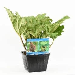 Mammoetblad (Gunnera Manicata) -Groene Wereld gunnera manicata s e 13645 p28