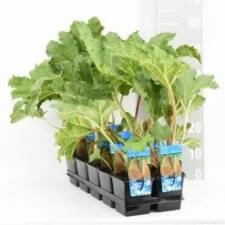 Mammoetblad (Gunnera Manicata) -Groene Wereld gunnera manicata tl e 11115 p9