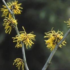 Toverhazelaar (Hamamelis Intermedia 'Westerstede') -Groene Wereld haiweste 22 11 11 1