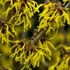 Toverhazelaar (Hamamelis Intermedia 'Arnold Promise') -Groene Wereld hamamelis arnold promise 1