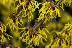 Toverhazelaar (Hamamelis Intermedia 'Arnold Promise')