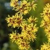 Toverhazelaar (Hamamelis Mollis) -Groene Wereld hamamelis mollis 2