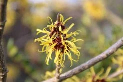 Toverhazelaar (Hamamelis Mollis 'Pallida') -Groene Wereld hamamelis mollis pallida
