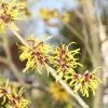 Toverhazelaar (Hamamelis Mollis 'Pallida') -Groene Wereld hamamelis mollis pallida 2