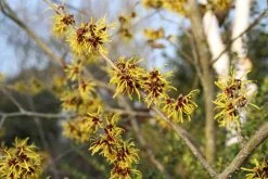 Toverhazelaar (Hamamelis Mollis 'Pallida') -Groene Wereld hamamelis mollis pallida 3