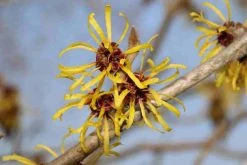 Toverhazelaar (Hamamelis Mollis 'Pallida') -Groene Wereld hamamelis mollis pallida 4