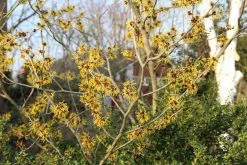 Toverhazelaar (Hamamelis Mollis 'Pallida') -Groene Wereld hamamelis mollis pallida 6