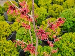 Toverhazelaar (Hamamelis Intermedia 'Ruby Glow') -Groene Wereld hamamelisrubyglow02a