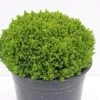 Hebe (Hebe 'Emerald Gem') -Groene Wereld hebe emerald gem 1