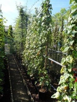 Kaukasische Klimop (Hedera Colchica 'Dentata Variegata') -Groene Wereld hedera colchica dentata variegata 175 200 c10